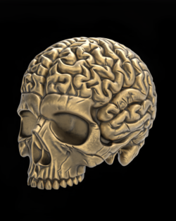Anatomical Skull with Exposed Brain 3D Model for CNC and 3D Printing