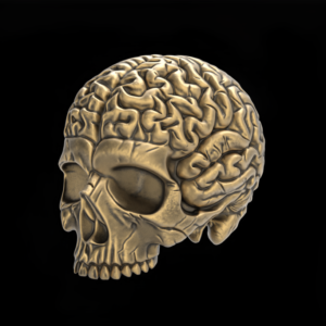 Anatomical Skull with Exposed Brain 3D Model for CNC and 3D Printing