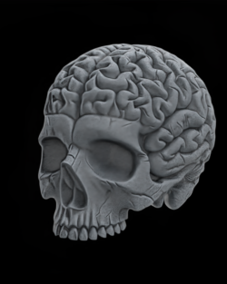 Anatomical Skull with Exposed Brain 3D Model for CNC and 3D Printing