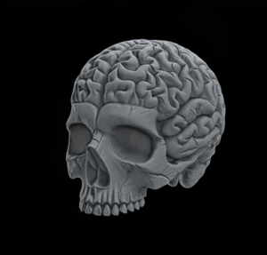 Anatomical Skull with Exposed Brain 3D Model for CNC and 3D Printing - Image 2