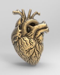 Anatomical Heart 3D Model for 3D Printing and CNC Carving