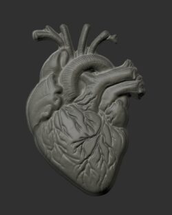 Anatomical Heart 3D Model for 3D Printing and CNC Carving