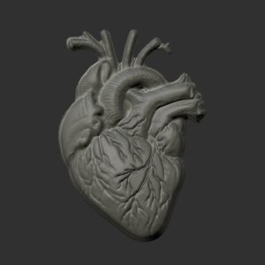Anatomical Heart 3D Model for 3D Printing and CNC Carving