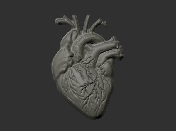 Anatomical Heart 3D Model for 3D Printing and CNC Carving - Image 2